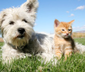 The BEST  listings near jefferson-county-eureka-and-wildwood-missouri